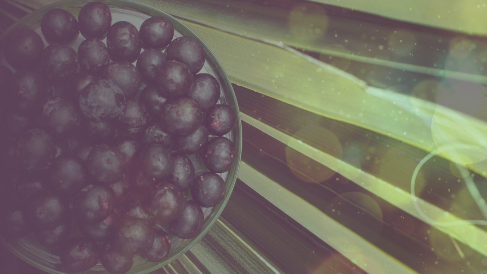 No momento, você está visualizando Óleo de açaí English